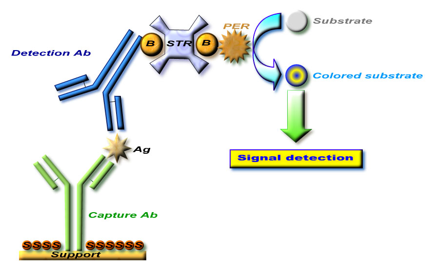 酶聯免疫反應原理圖
